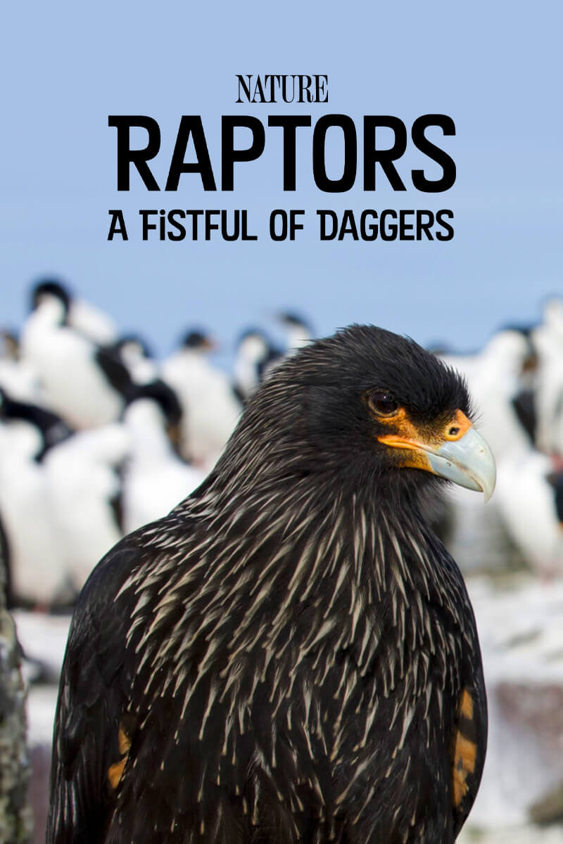 NATURE: Raptors: A Fistful of Daggers 