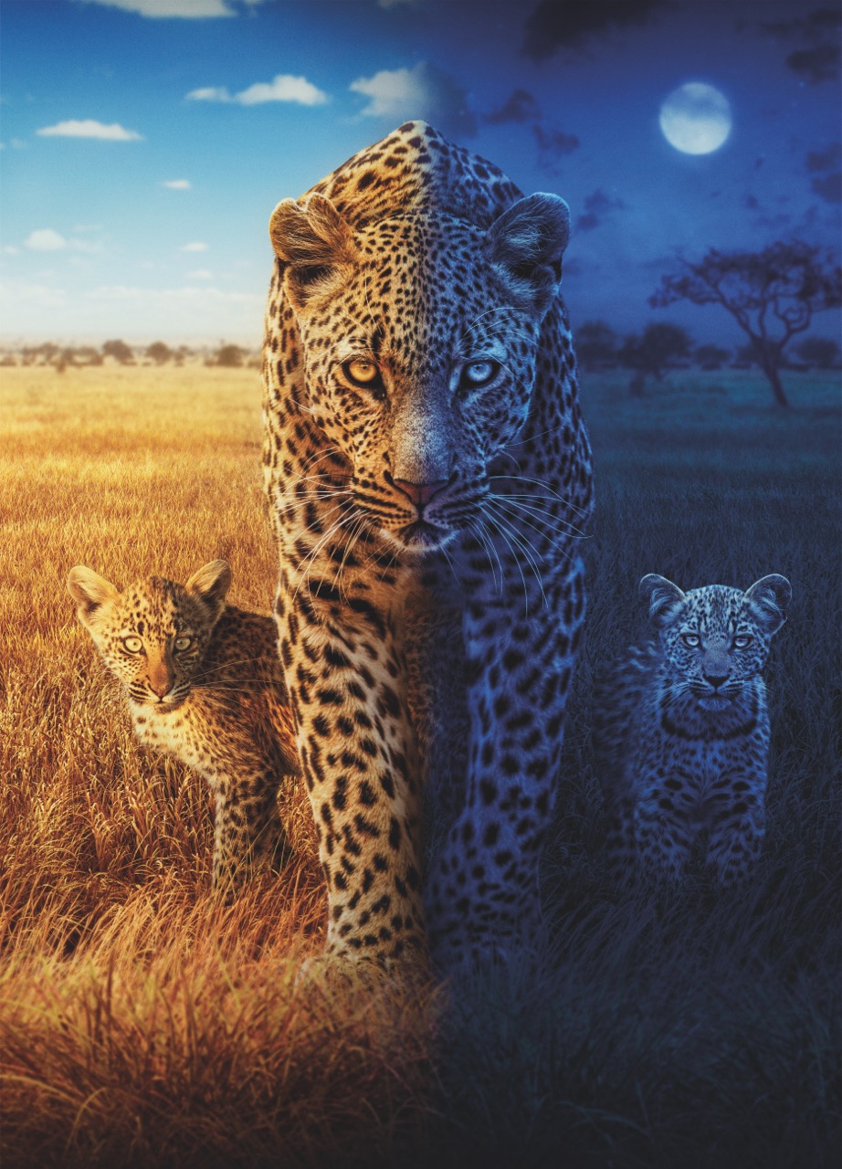  Big Cats 24/7 Season 2 - Season 2